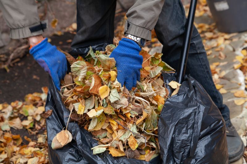 Leaves Being Raked