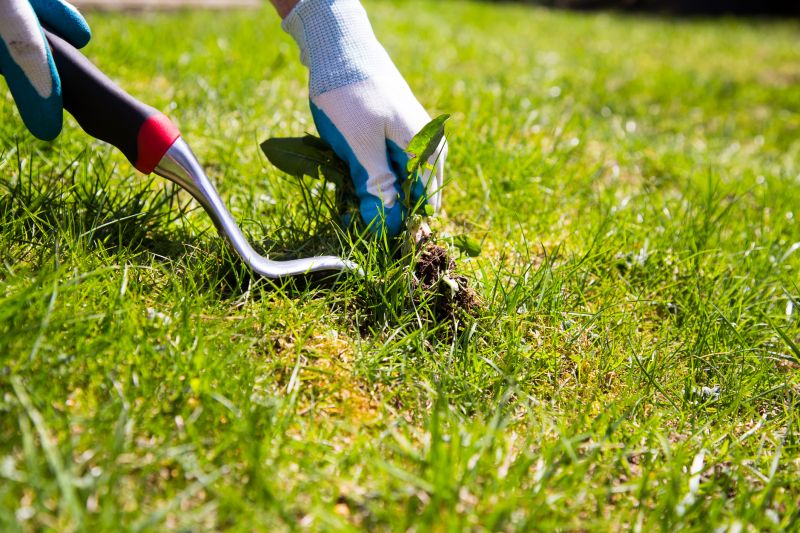 Specialized Weed Removal Companies
