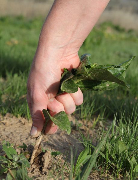 Front Yard Weed Removal